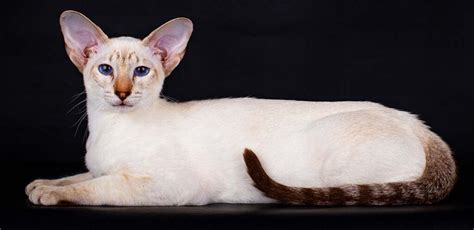 Tabby Point Siamese Everything You Need To Know