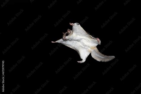 Creature Of The Night Gliding Like A Kite Southern Flying Squirrel