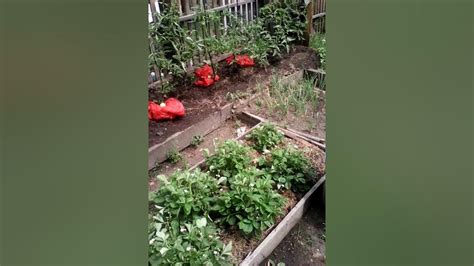 грядки из стеклянных бутылок навечно - YouTube