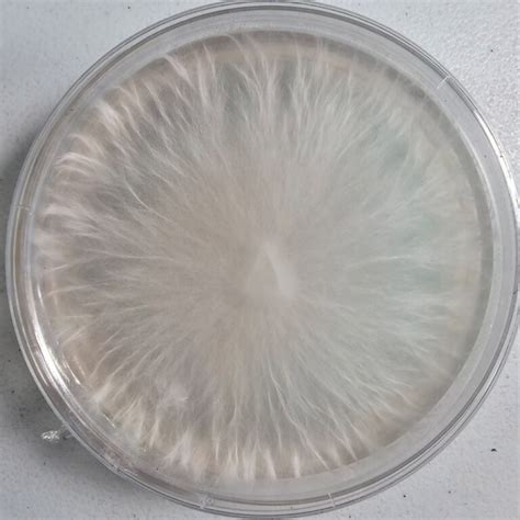 Agar Plate Cultures The Fungus Frequency