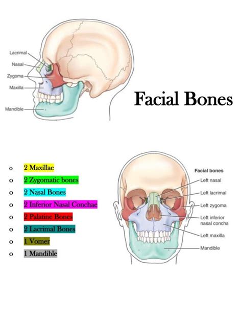 A Facial Bone Anatomy review with pictures and definitions Face Muscles Anatomy, Facial Anatomy ...