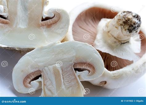 Si Espande Rapidamente I Funghi Prataioli Fotografia Stock Immagine