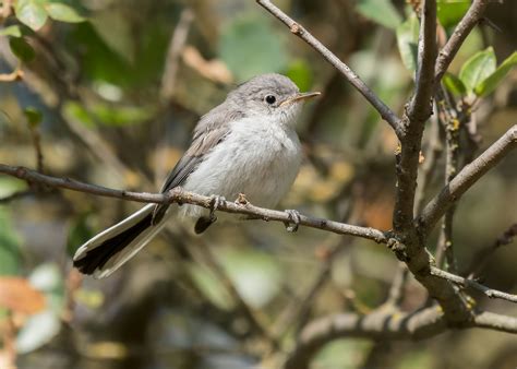 Blue-gray Gnatcatcher — Sacramento Audubon Society