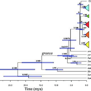 Phylogenetic Tree Based On Three Concatenated MtDNA Fragments Cyt B