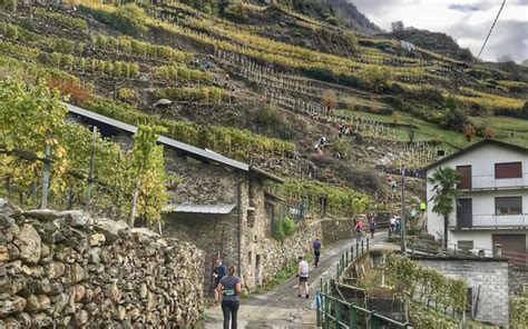 Valtellina Wine Trail Di Corsa Tra Vigne E Cantine