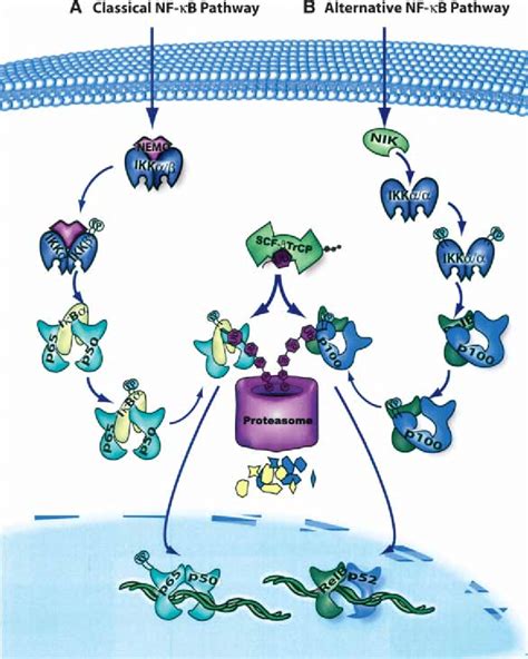 Classical And Alternative Pathways Of Nf B Activation A Model