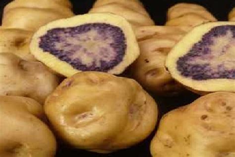 Peru exports 500 tons of native potatoes a year | News | ANDINA - Peru News Agency