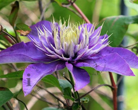 Clematis Patens Multi Blue Bosrank Vertrouwd Online Kopen