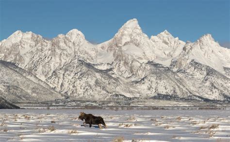 17 Cool Things To Do In Jackson Hole In Winter Eternal Arrival