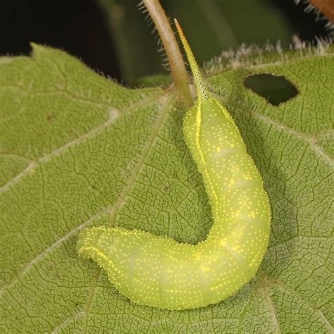 Virginia Creeper Sphinx Darapsa Myron Woodbridge Virgi Flickr