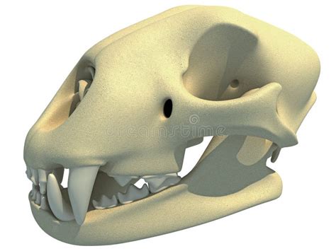 Cheetah Skull Anatomy 3D Rendering Stock Illustration - Illustration of ...