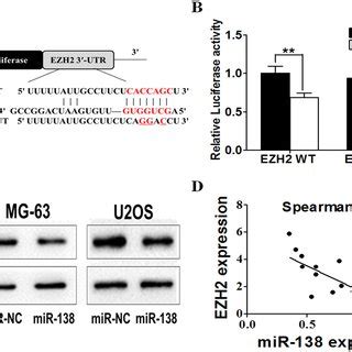 EZH2 Is A Direct Target Of MiR 138 In Osteosarcoma Cells A Sequence