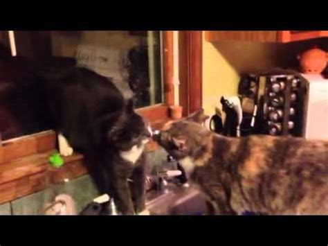 Fly Lesbian Kitties YouTube