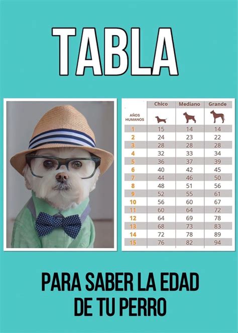 Tabla Par Saber La Edad De Tu Perro Edad Perros Humanos Edad Perros