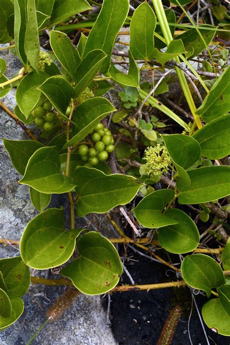 Smilax Anceps Smilacaceae Image At Phytoimages Siu Edu