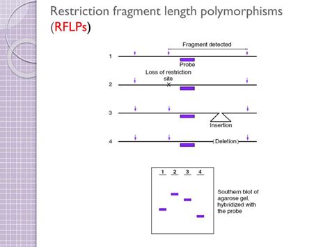 Ppt Genome Mapping Powerpoint Presentation Free Download Id 5876156