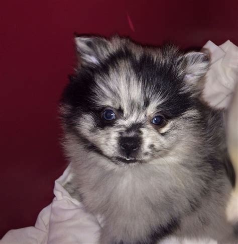 Blue Merle Pomeranian Puppy Blue Merle Pomeranian Pets Puppies