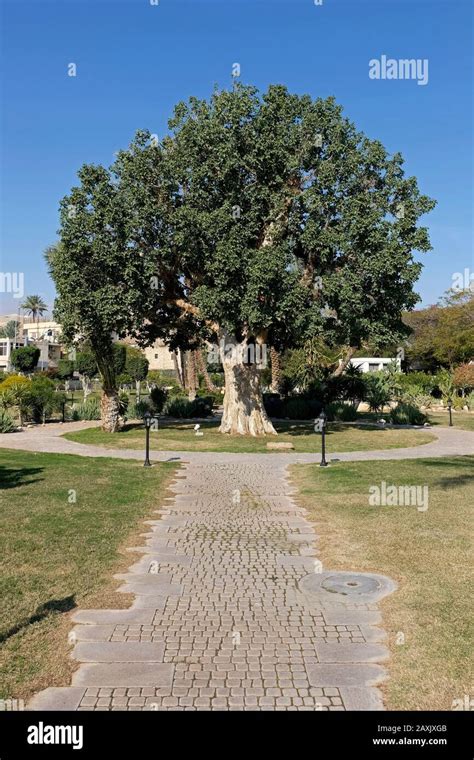 The Tree Of Zacchaeus Hi Res Stock Photography And Images Alamy