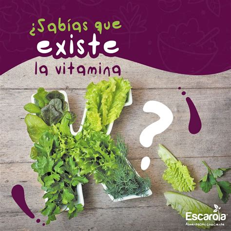 Escarola Alimentos Orgánicos A Domicilio