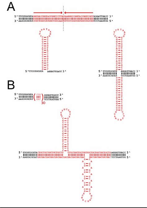 Figure 11 From Inverted Repeats As A Source Of Eukaryotic Genome