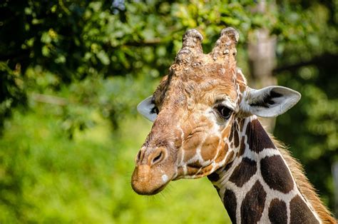 Giraff Djur Djurparksdjur Vilda Gratis Foto P Pixabay Pixabay