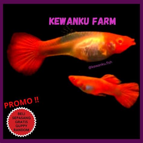 Jual Gambar Guppy Albino Koi Grade A Gen Red Ear King Koi Sepasng