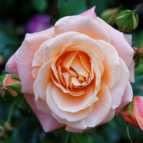 Купить саженцы опт и розница в Крыму - Продажа саженцев оптом и в ...