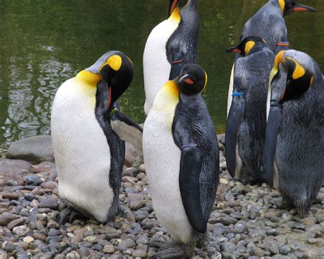 Photos from the Zurich Zoo (Zoological Garden), Switzerland