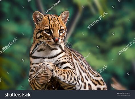 Ocelot Images, Stock Photos & Vectors | Shutterstock