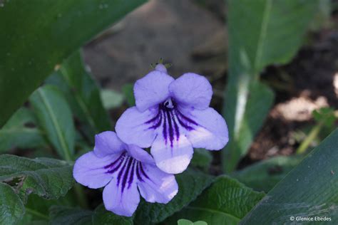 Streptocarpus rexii – PLANTBOOK