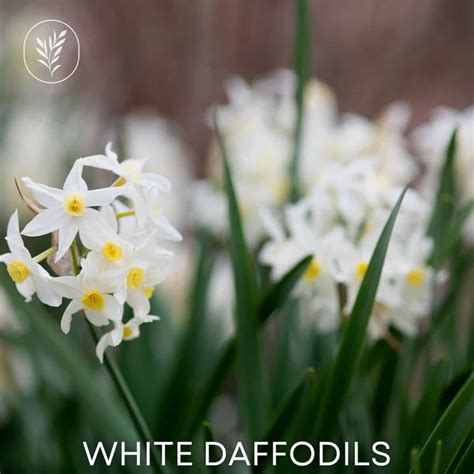 White Daffodils Explore The Purity And Elegance Of These