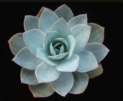 Echeveria Brinks Blue By Zusung Echeveria Planting Succulents