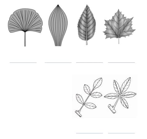 Leaf Structure Labeling pt. 2 Diagram | Quizlet