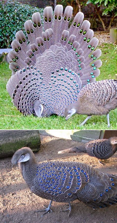 Ayam Grey Peacock Pheasant Or Burmese Peacock Pheasant Polyplectron