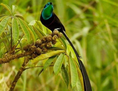 7 Spesies Burung Endemik Asal Pulau Papua Unik Dan Eksotis