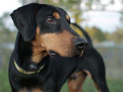 Doberman Pinscher Mix Breeds