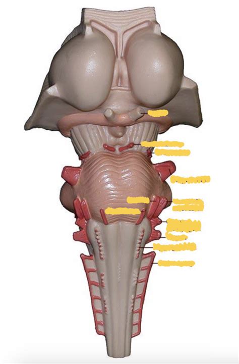 Brainstem Model Cranial Nerves Diagram Quizlet