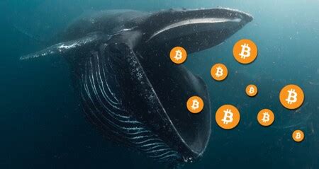 Las Ballenas Del Bitcoin 10 000 Personas Controlan Un Tercio De Todos