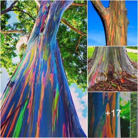 Rainbow Eucalyptus The Most Beautiful Tree In The World Its Like A