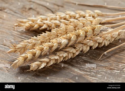 Dried wheat ears close up Stock Photo - Alamy