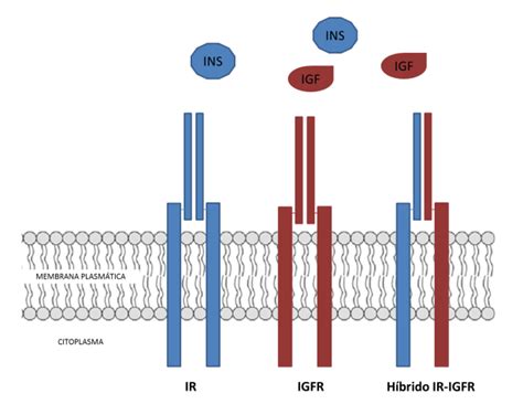 Receptores De La Insulina - Estructura de los receptores de insulina (IR) y de IGF (IGFR). Se ...