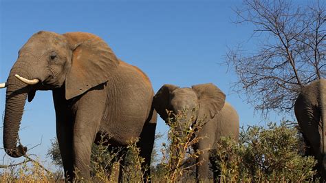 Botswana Startet Jagd Saison Auf Elefanten