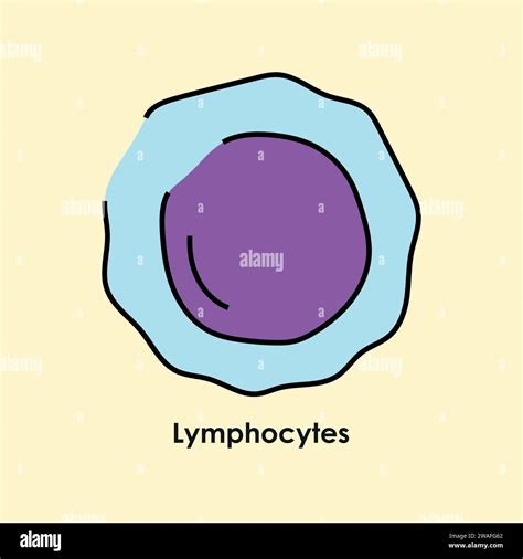 Lymphocytes Color Icon White Blood Cells In The Blood Vessels Vector