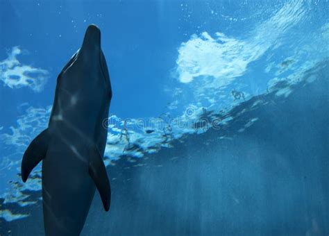 Bottlenose Dolphin Tursiops Truncatus Underwater View Stock Photo