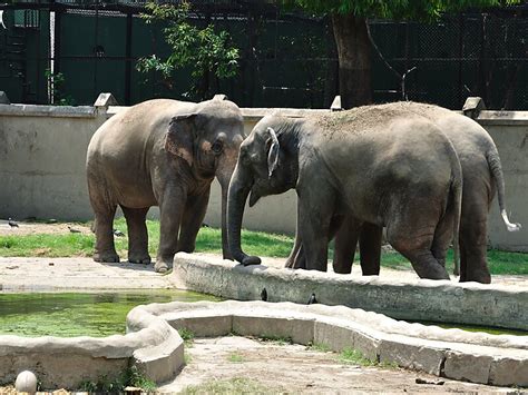 Alipore Zoo in Kolkata, India | Sygic Travel