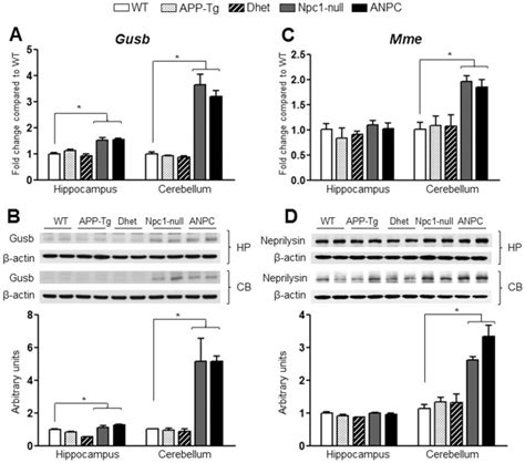 A And C Histograms Showing Increased Mrna Levels For Gusb A In Both