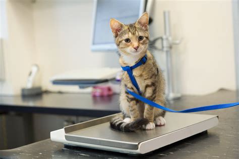 How To Keep Your Cat At A Healthy Weight Prettylitter