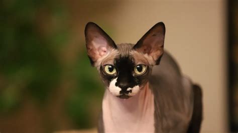 6 Hairless Cat Breeds You Need To Know About Because Theyre Great