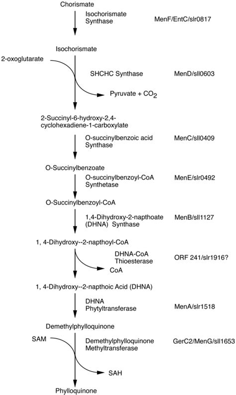 Proposed Biosynthetic Pathway Of Phylloquinone Biosynthesis In