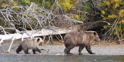 Wildlife in BC | British Columbia Wildlife Guide | Go BC Travel